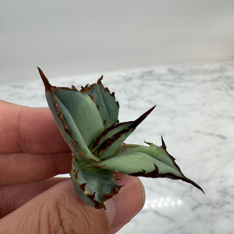 Agave Titanota 鳳凰 子株(Lize血統) 未発根 | AgaveLives
