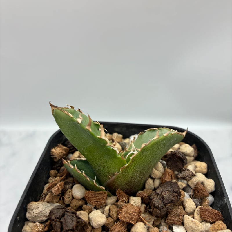 Agave titanota COK子株② 抜き苗発送 | AgaveLives