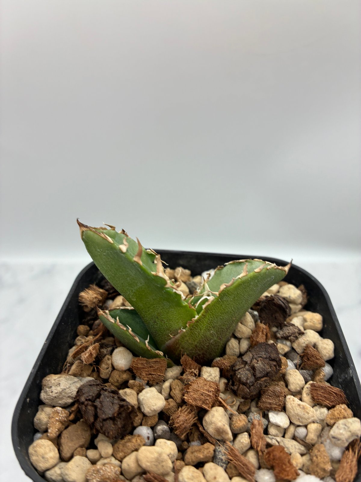 Agave titanota COK子株② 抜き苗発送 | AgaveLives