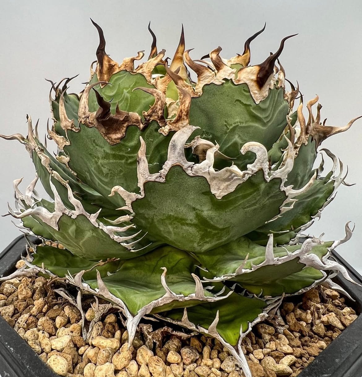 Agave titanota フィリグリー中株①(Lize血統) 抜き苗発送 | Agave