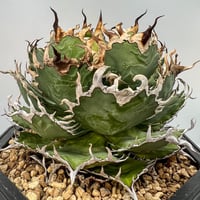 Agave Titanota 大白鯊(Lize血統)の子株 未発根 | AgaveLives
