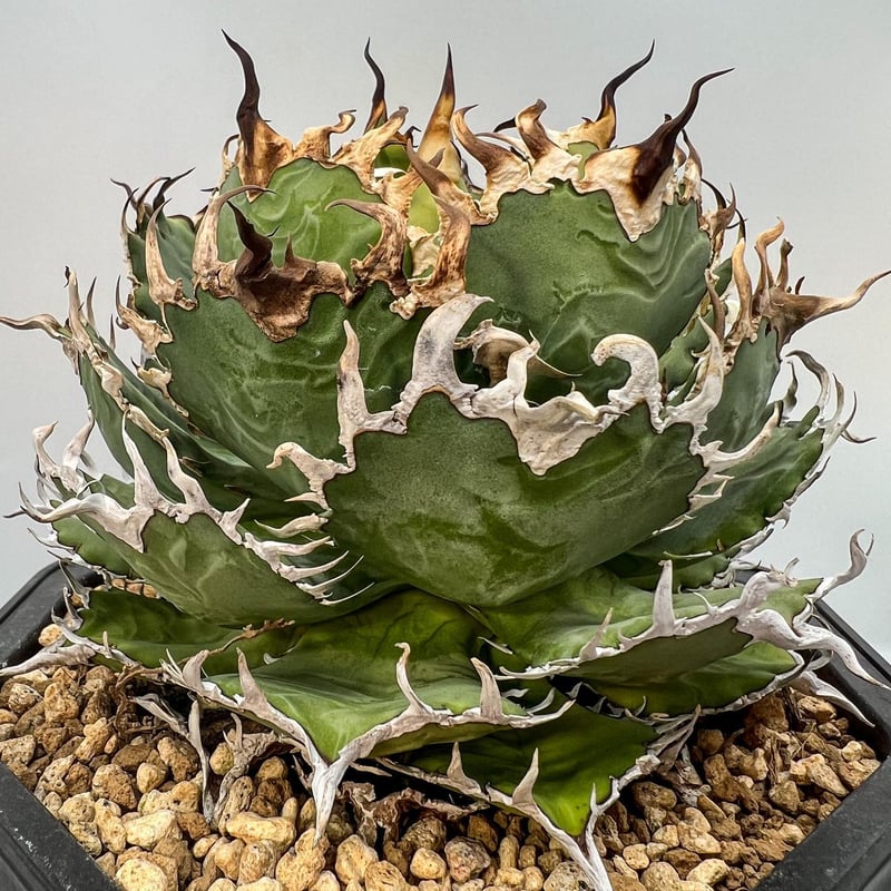 Agave Titanota フィリグリー子株(Lize血統) 未発根 | AgaveLives Agave Titanota フィリグリー子株(Lize血統) 未発根 | AgaveLives