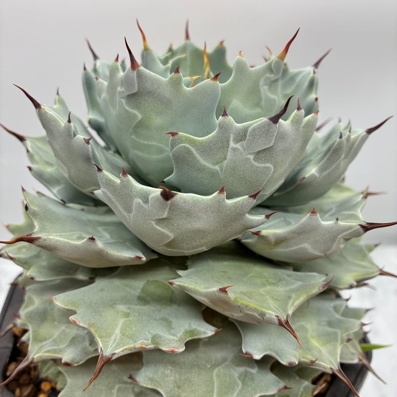 イシスメンシス 子株(Lize血統) 抜き苗発送 | AgaveLives