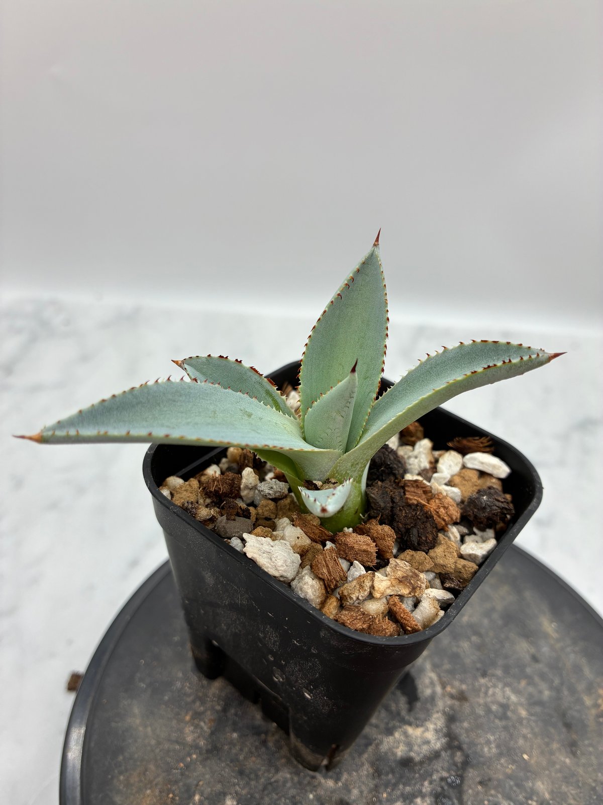 甲蟹x屈原舞扇 No.28子株（Lize血統）抜き苗発送 | AgaveLives