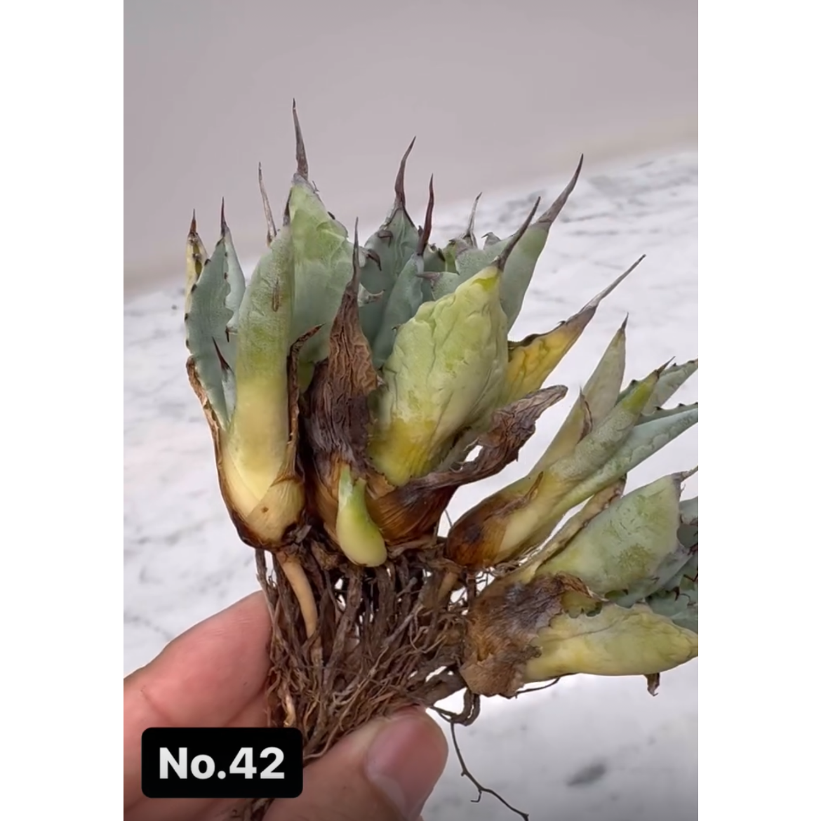 激怒甲蟹x屈原舞扇（激怒之舞） No.42子株(Lize血統) 抜き苗発送