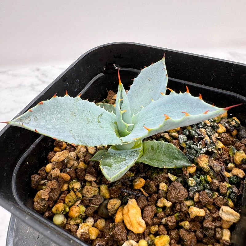 アガベ 激怒之舞 ハイブリッド 子株 【公式通販】