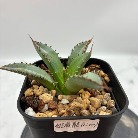 Agave Titanota 姫厳龍子株① Lize血統 抜き苗発送