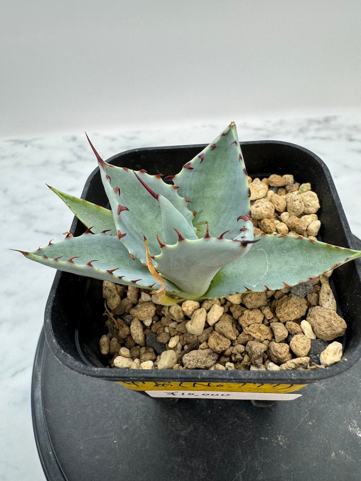 甲蟹 x 屈原舞扇（No.???)の 子株 （Lize血統）抜き苗発送