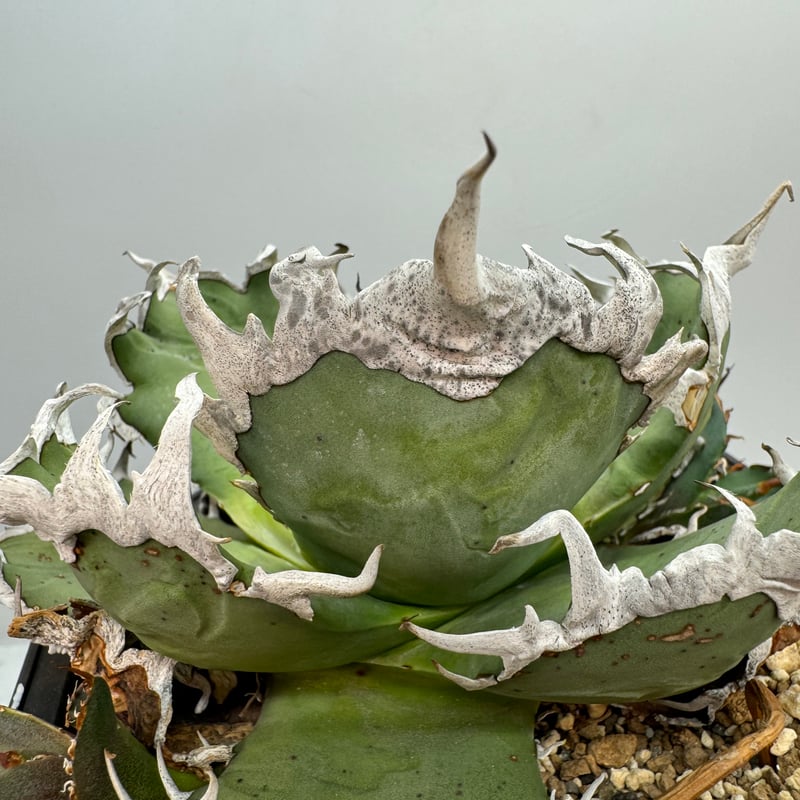 Lize血統　麻花龍　未発根　子株！ Lize血統 麻花龍 未発根 子株！