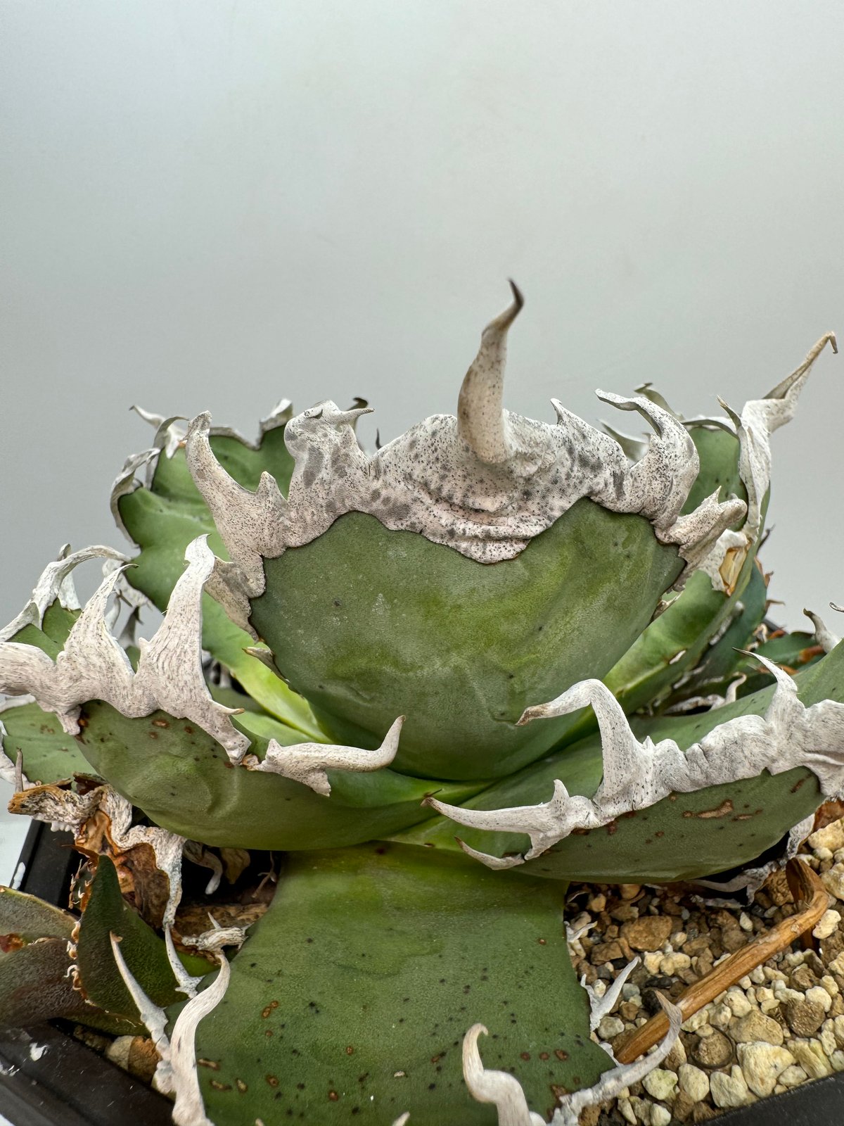 アガべ シーザー LIZE血統 アガベ・シーザー 台湾Lize株 vs. メリクロン株の成長比較