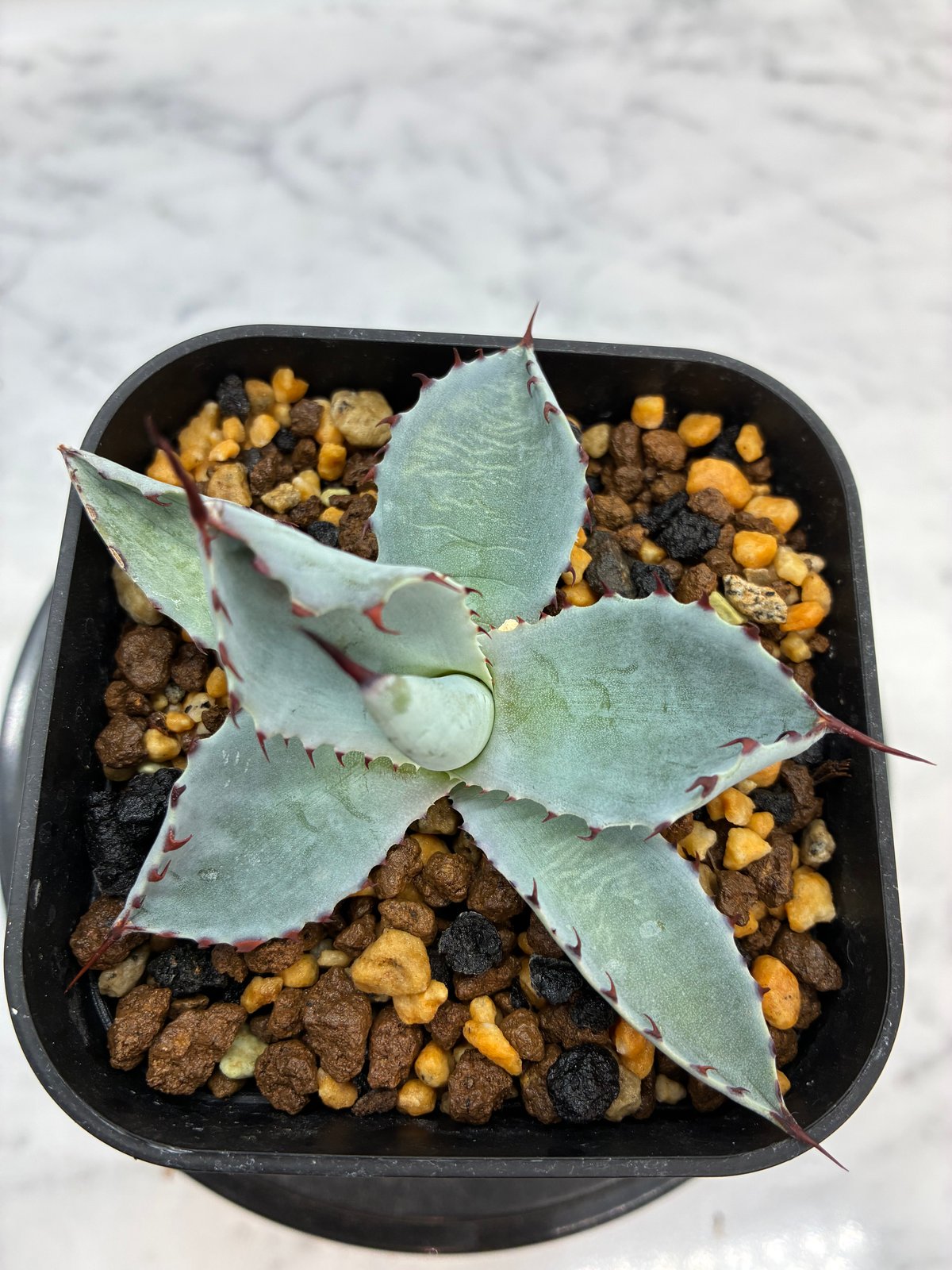 クローバー】鉢ごと発送 子株付き 甲蟹×屈原の舞扇 クローバー様