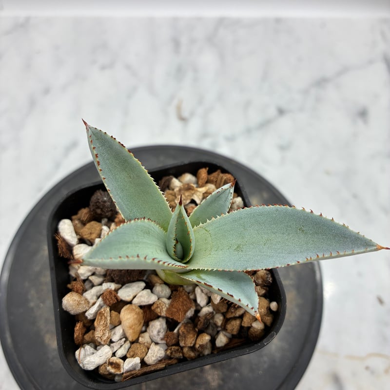 甲蟹x屈原舞扇 No.28子株（Lize血統）抜き苗発送 | AgaveLives