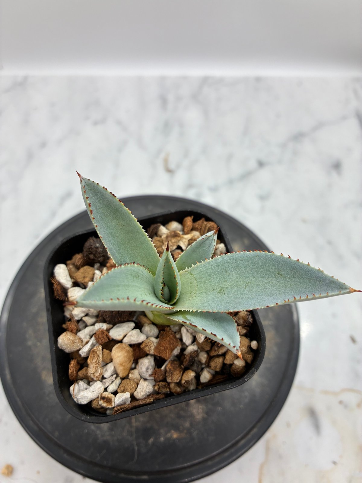 甲蟹x屈原舞扇 No.28子株（Lize血統）抜き苗発送 | AgaveLives