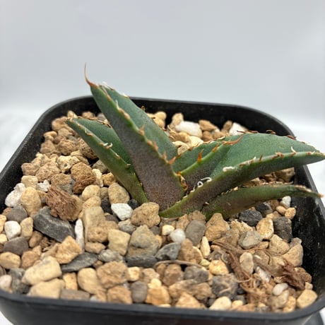 Agave titanota 狂刺夕映子株(Lize血統) 抜き苗発送