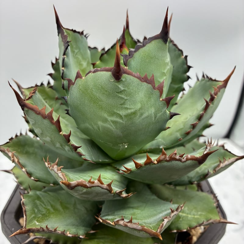 アガベ 嚴龍絲縞斑 子株 Lize血統 ① レア株】アガベ チタノタ