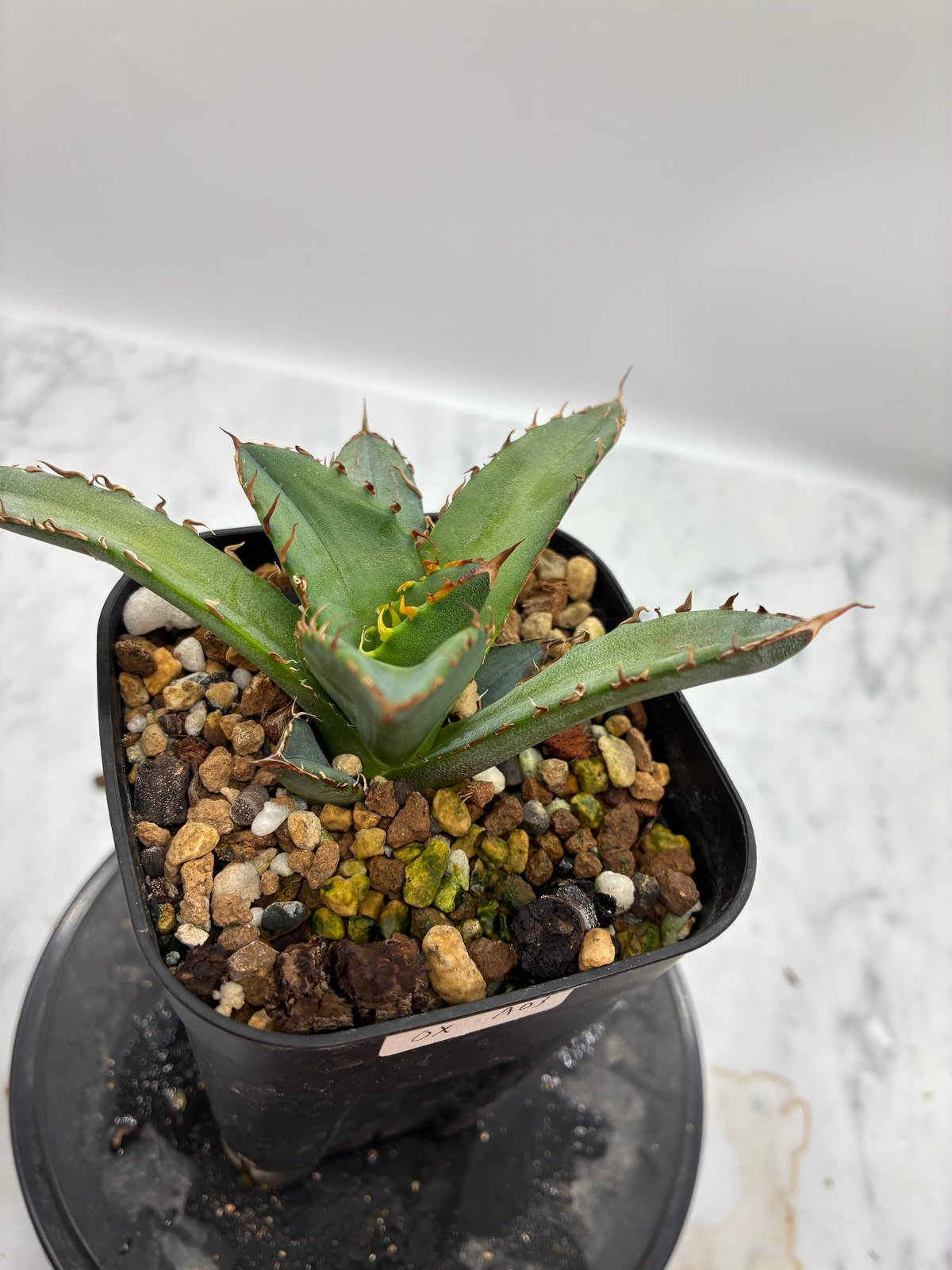Agave Oteroi子株②（オアハカ産）鉢植え発送 | AgaveLives