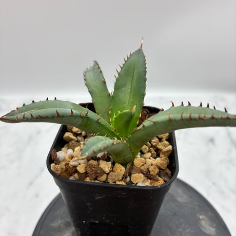 Agave Titanota 姫厳龍子株② Lize血統 抜き苗発送