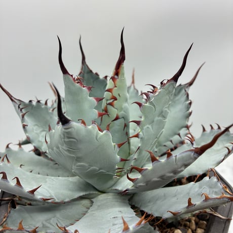 Agave Lize血統ホワイトファイヤー 、レッドヴェノム 2株セット Agave