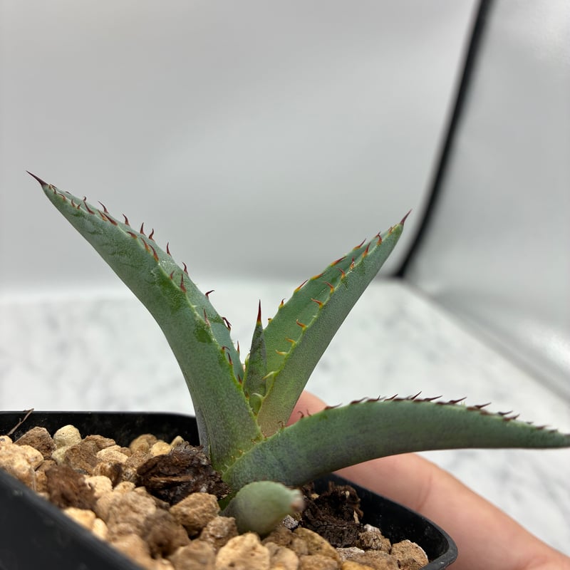 黒火焔x血雨雷神（Lize血統）子株 抜き苗発送（送料込み） | AgaveLives