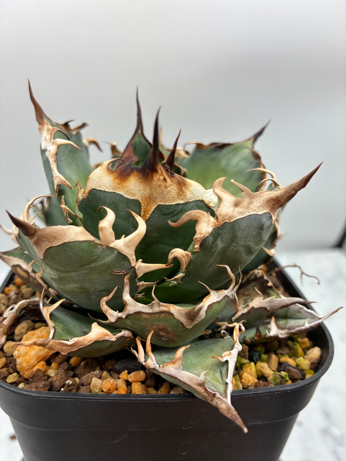 Agave Oteroi子株②（オアハカ産）鉢植え発送 | AgaveLives