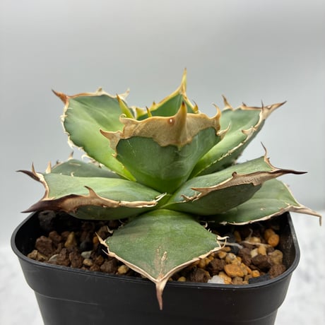 Agave Japan ジャパン 𝗞𝗔𝗞𝗨𝗦𝗘𝗡-𝗘𝗡 𝗖𝗼., 𝗟𝘁𝗱. | ‥‥ C.J.plants select