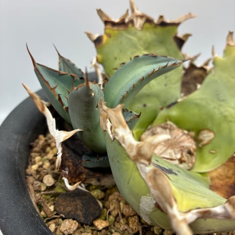 Agave Titanota 鳳凰 子株(Lize血統) 未発根