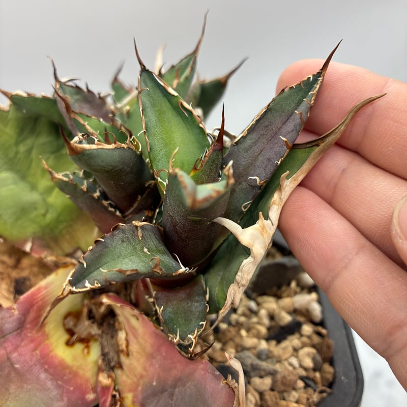 アガべ シーザー LIZE血統 Agave titanota シーザー子株②(Lize血統) 抜き苗発送 | AgaveLives