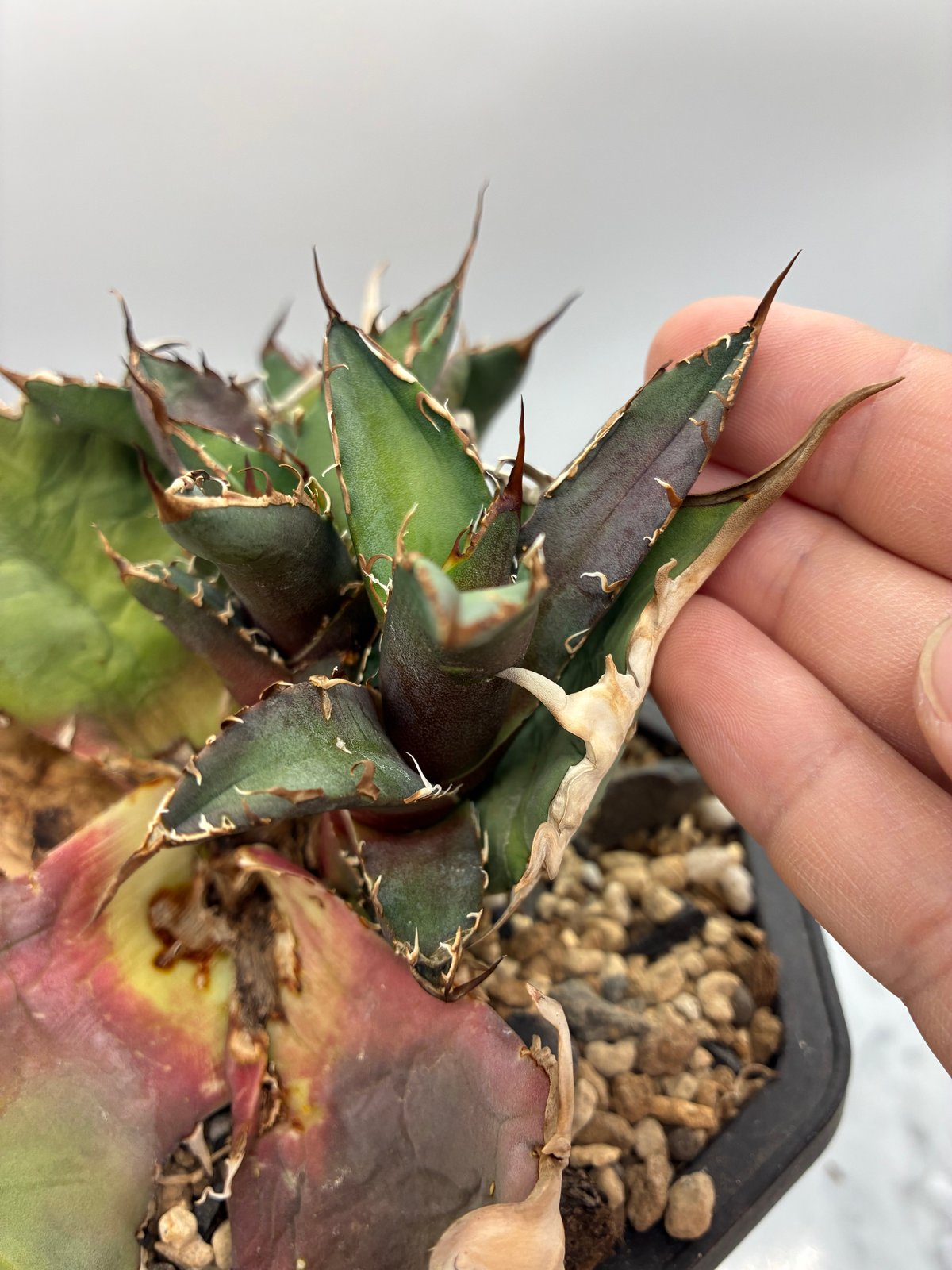 Agave titanota シーザー子株②(Lize血統) 抜き苗発送 | AgaveLives