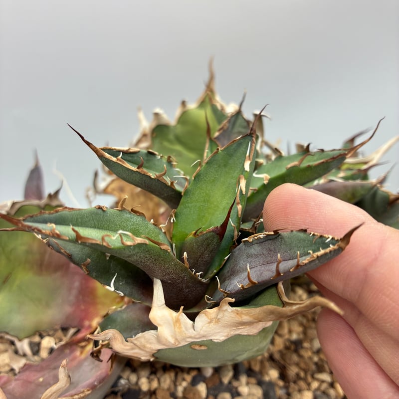 Agave titanota シーザー子株②(Lize血統) 抜き苗発送 | AgaveLives