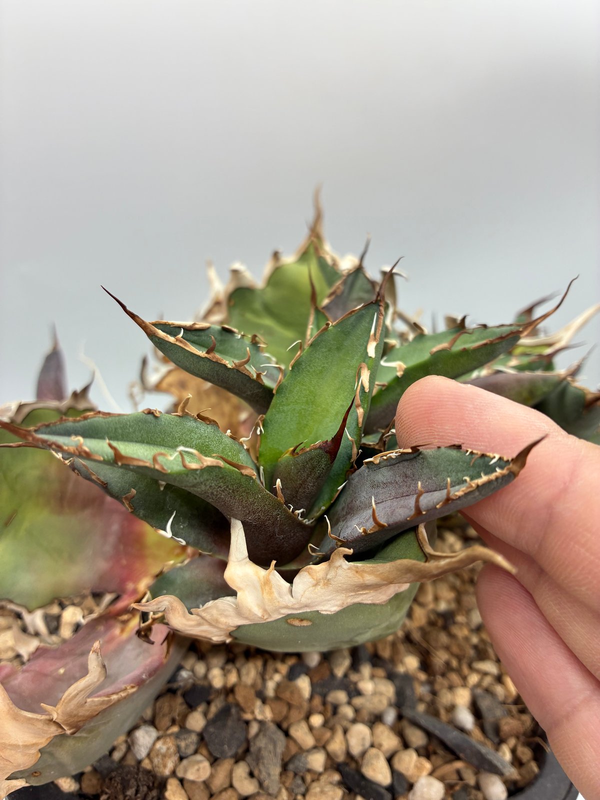 C*a様 アガベ　チタノタ　シーザー　親株　抜苗発送 C*a様 アガベ チタノタ シーザー 親株 抜苗発送 アガベ チタノタ