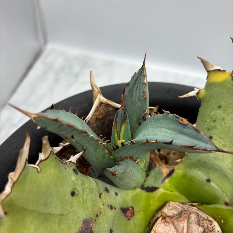 Agave Titanota 鳳凰 子株(Lize血統) 未発根 | AgaveLives