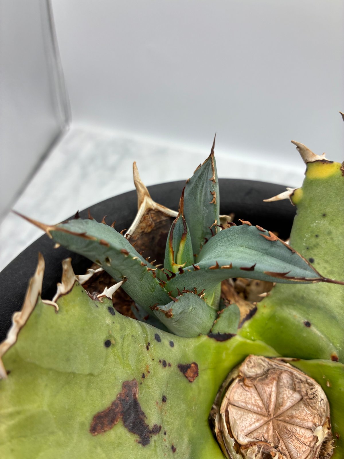 Lize血統　麻花龍　未発根　子株！ Yahoo!オークション - (真麻花龍 子株 lize血統)検Agave アガベ チタ