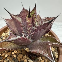 Agave titanota SAD(南アフリカダイヤモンド)子株① 未発根