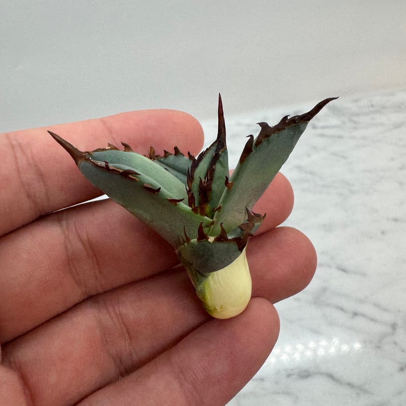 Agave Titanota 鳳凰 子株(Lize血統) 未発根 | AgaveLives
