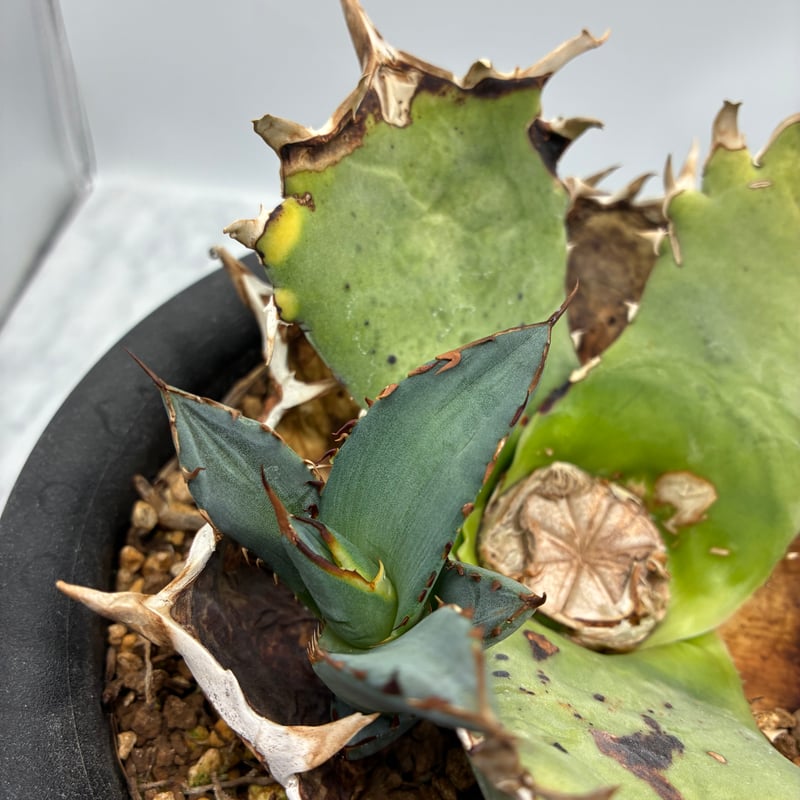 Agave Titanota 鳳凰 子株(Lize血統) 未発根 | AgaveLives