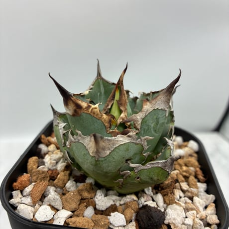 Agave Japan ジャパン AgaveLives