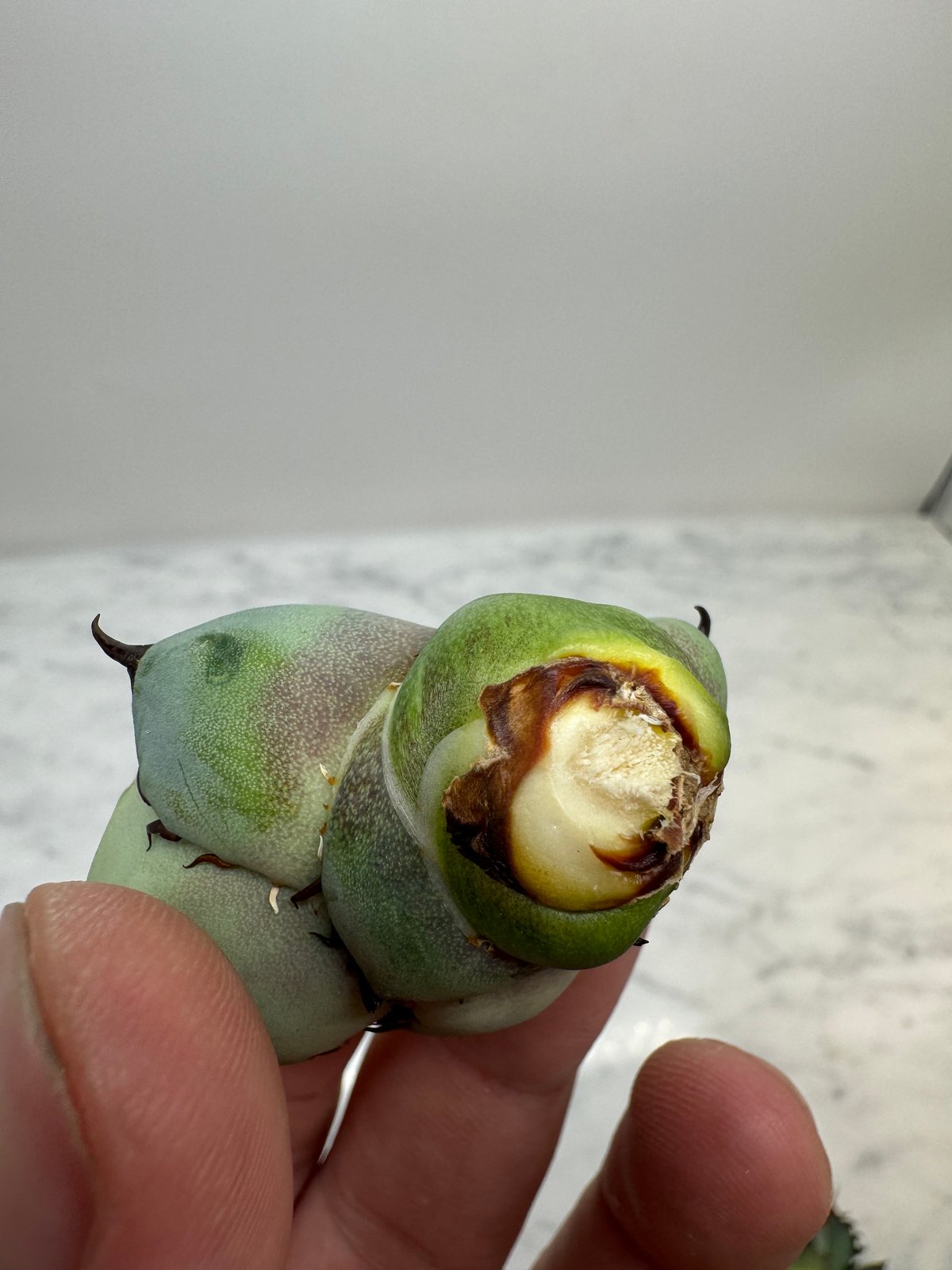 アガベ チタノタ 鳳凰(lize血統親) タグ付き 八角形鉢 アガベ チタノタ