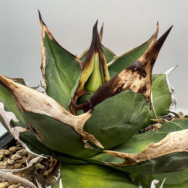 Agave Titanota タワーオブバベル(Lize血統）子株 抜き苗発送 | Agave