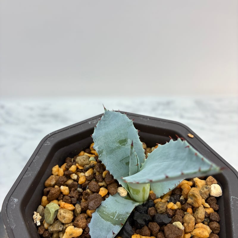 激怒甲蟹x屈原舞扇（激怒之舞） No.42子株(Lize血統) 抜き苗発送