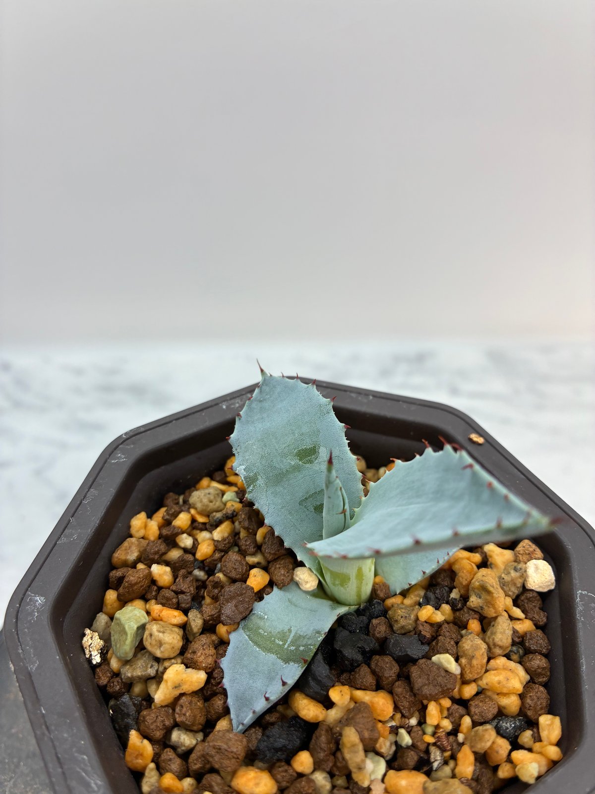 激怒甲蟹x屈原舞扇（激怒之舞） No.42子株(Lize血統) 抜き苗発送