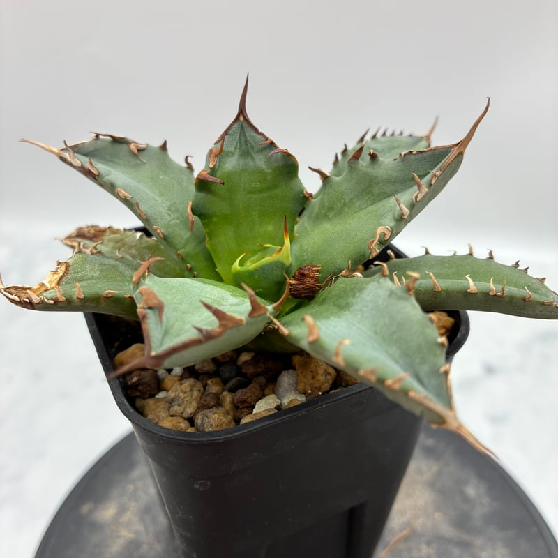 アガベ　嚴龍絲縞斑　子株　Lize血統　① Agave Titanota 姫厳龍子株② Lize血統 抜き苗発送 | AgaveLives