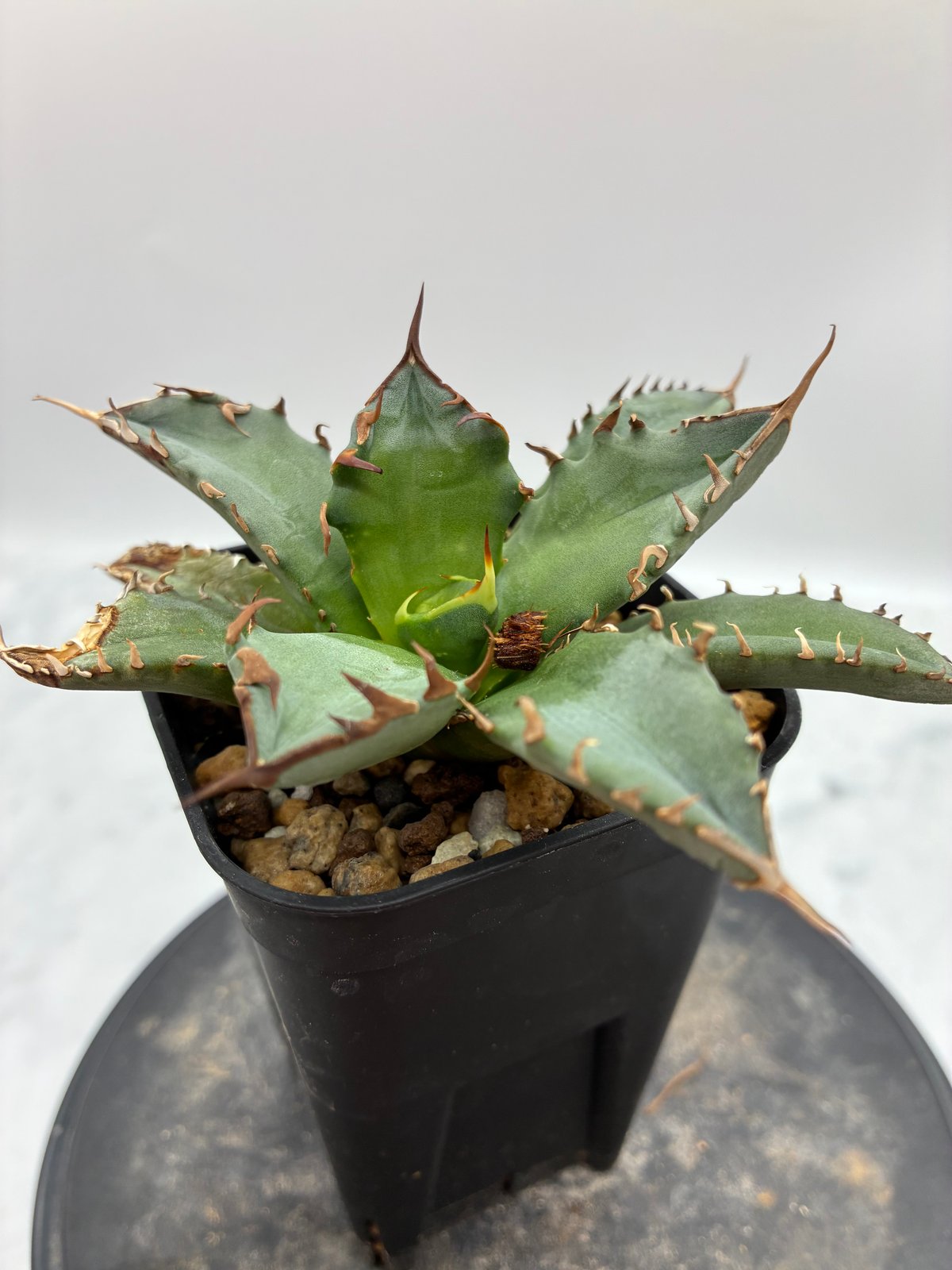 Agave Titanota 姫厳龍子株① Lize血統 抜き苗発送 | AgaveLives