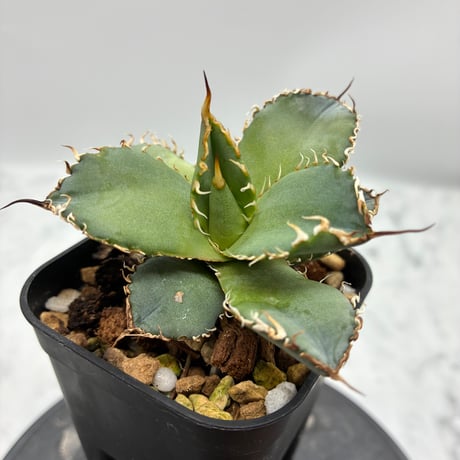 Agave titanota フィリグリー①(Lize血統) 　抜き苗発送