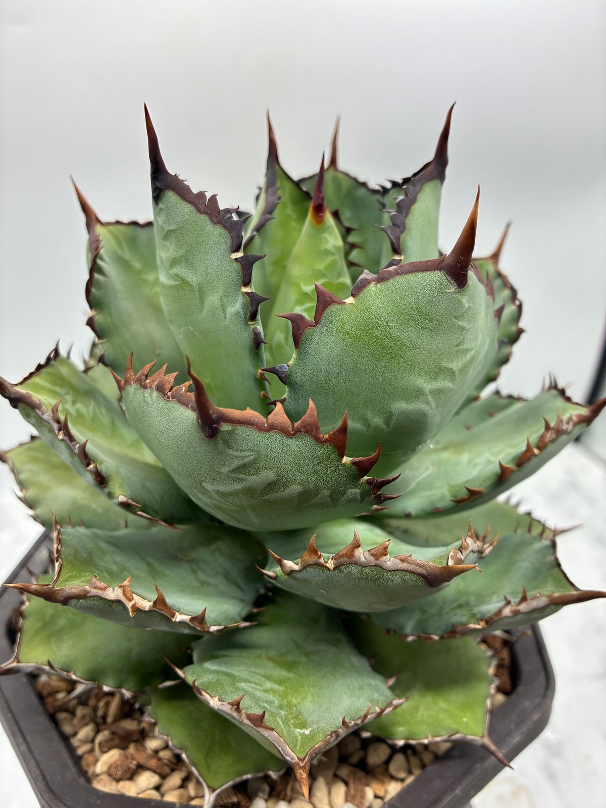 黒火焔x瀧之白絲子株①(Lize血統) 抜き苗発送 | AgaveLives