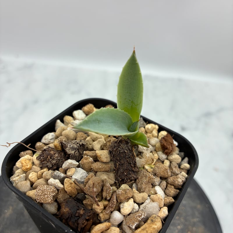 パライシ 子株(Lize血統) 抜き苗発送 | AgaveLives