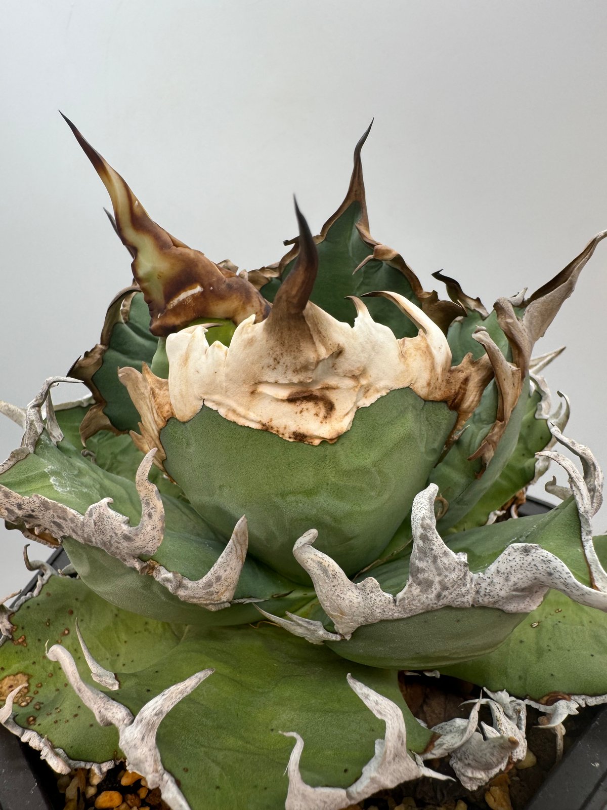 Agave Titanota シーザー子株(Lize血統) 未発根 | AgaveLives