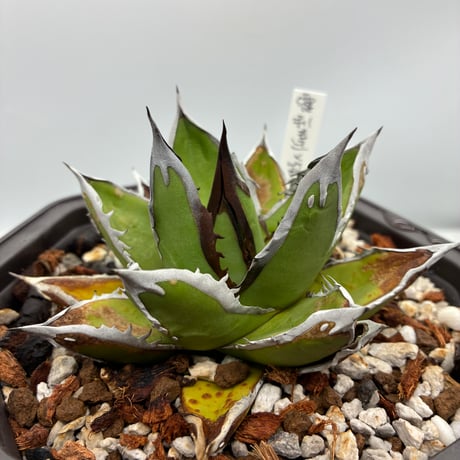 斑入りオアハカ 子株 未発根 斑入りオアハカ 子株 未発根