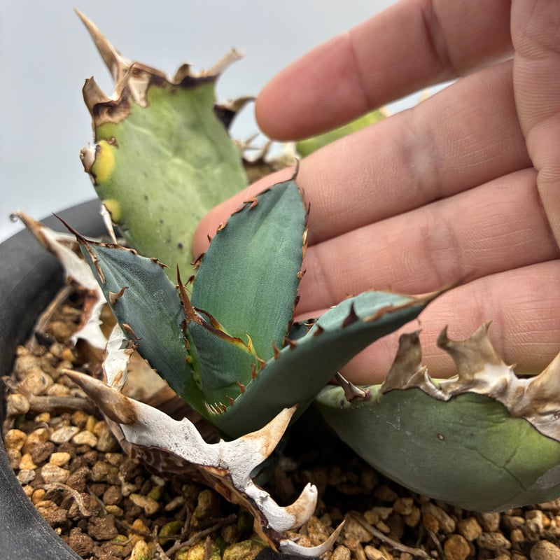 Agave Titanota 鳳凰 子株(Lize血統) 未発根 | AgaveLives