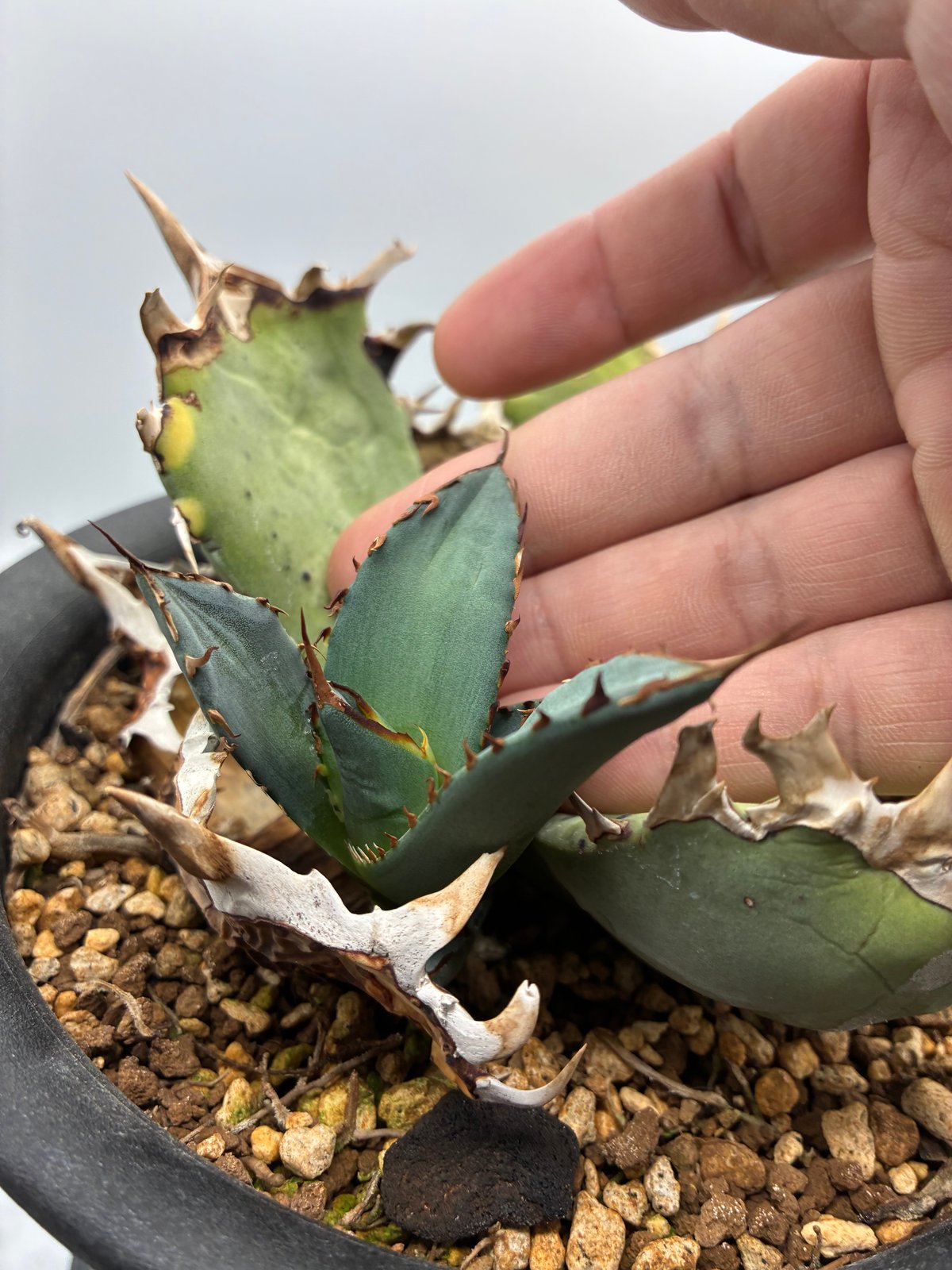 Agave Titanota 鳳凰 子株(Lize血統) 未発根 | AgaveLives