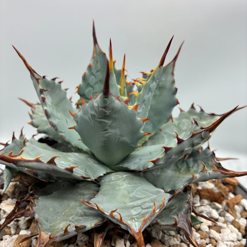 甲蟹x屈原(No.16) 子株②(Lize血統) 抜き苗発送 | AgaveLives